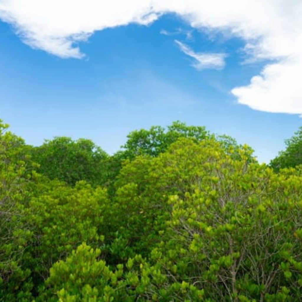 Everyone Wants Blue Carbon Credits; Almost Nobody Can Deliver Them